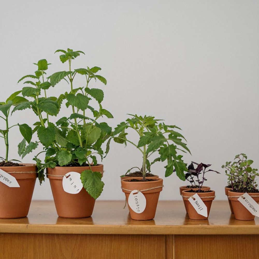 Windowsill Herb Garden Starter Kit