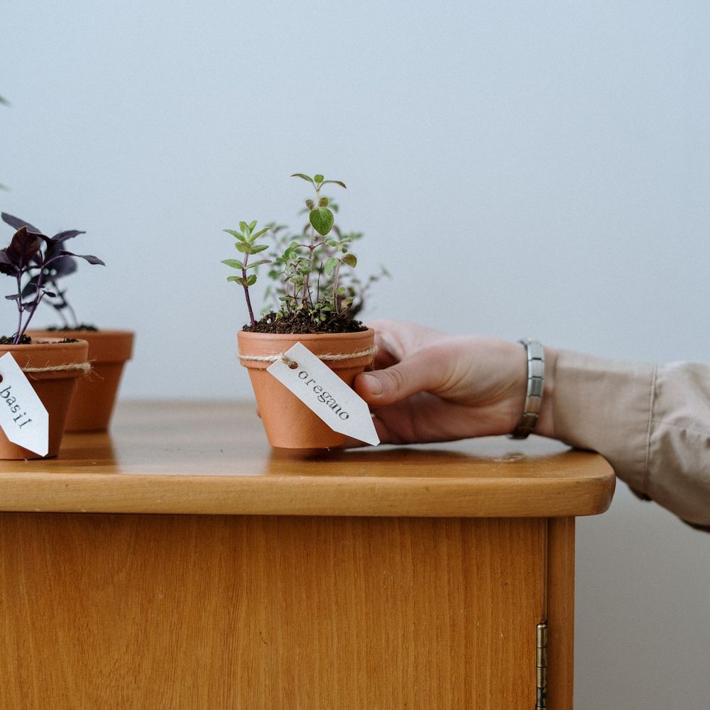 Windowsill Herb Garden Starter Kit — image 3