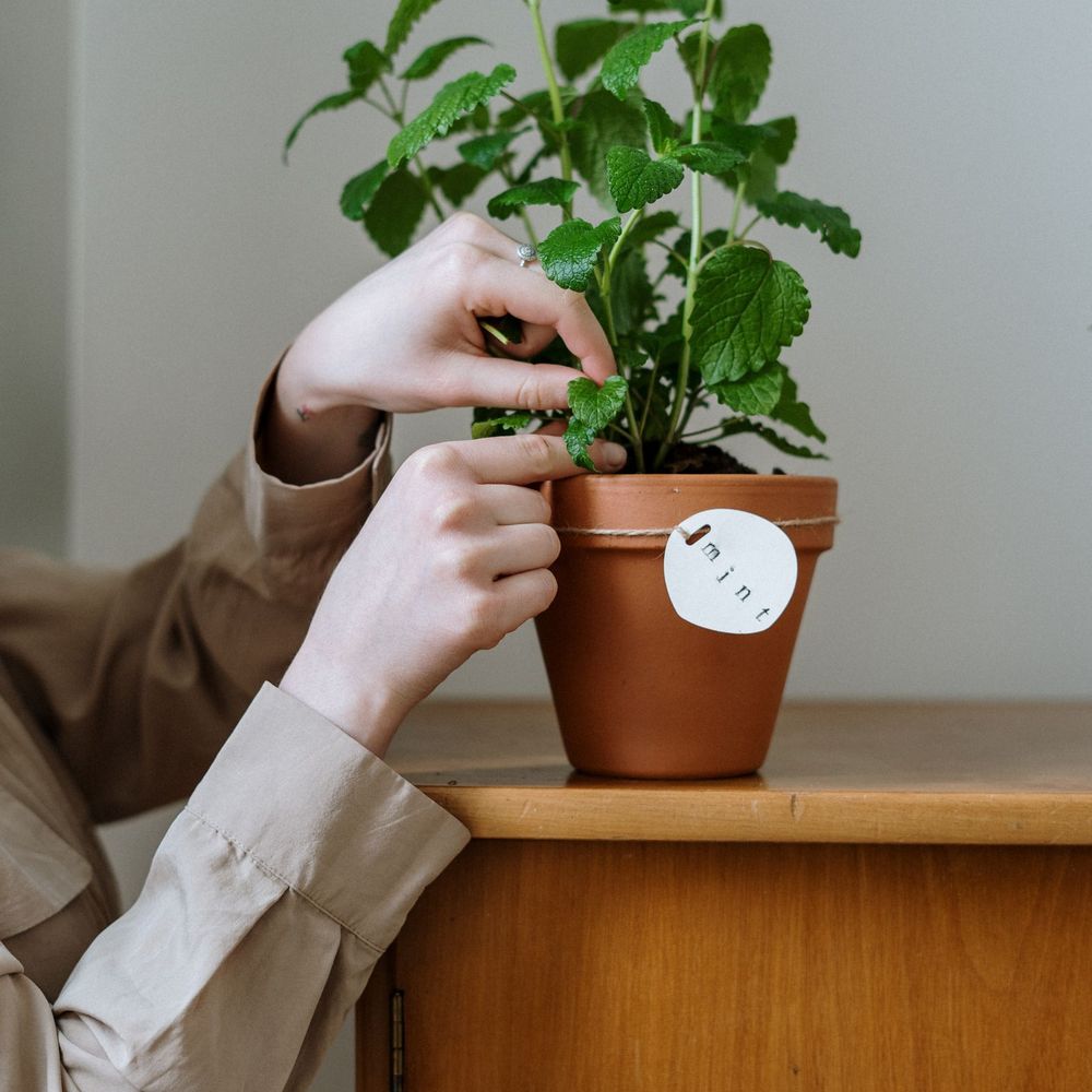 Windowsill Herb Garden Starter Kit — image 4