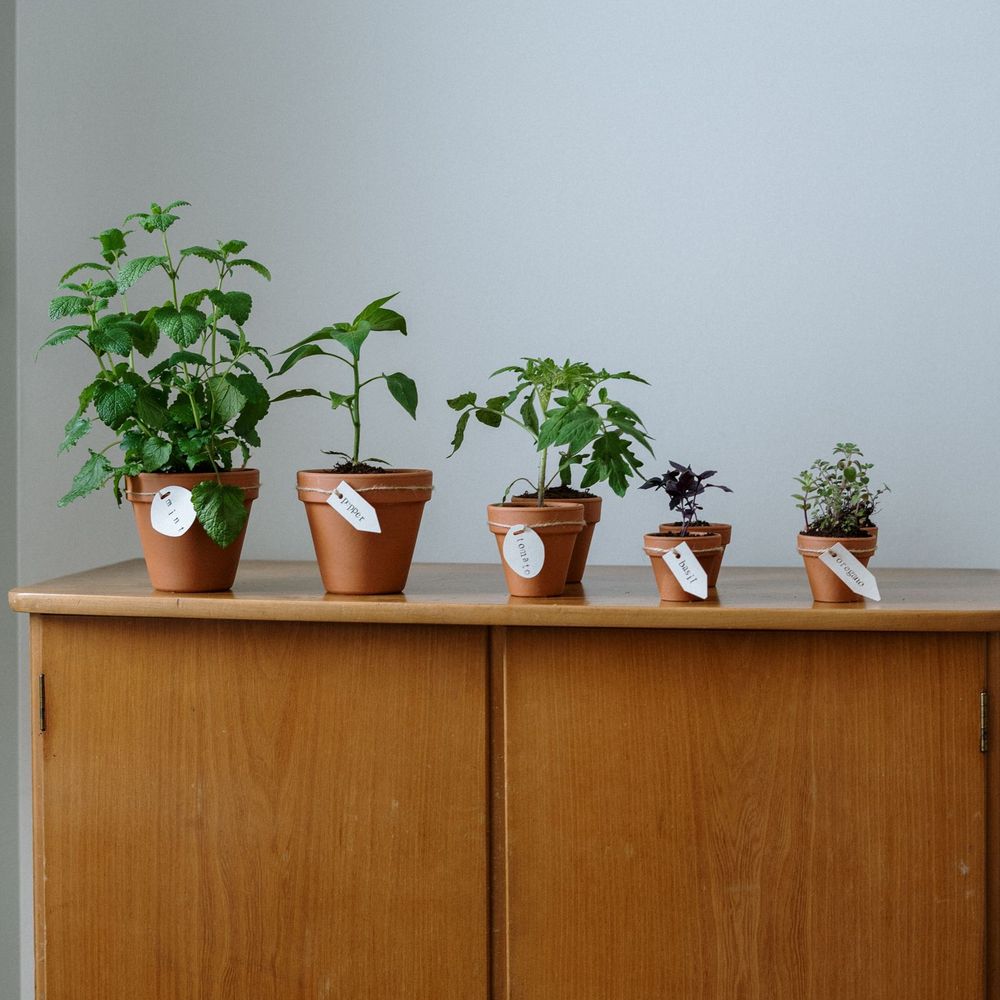 Windowsill Herb Garden Starter Kit — image 5